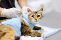 кастрация кота ростов и стерилизация кошек