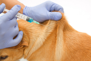 вакцинация кошек и собак